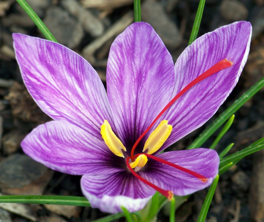 Crocus sativus
