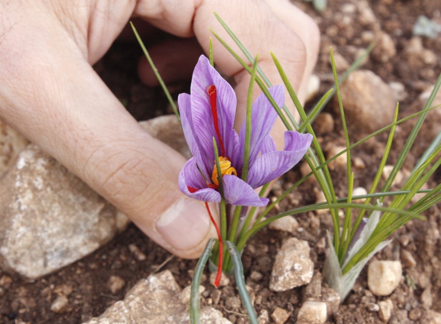 Францбрётхен с шафраном