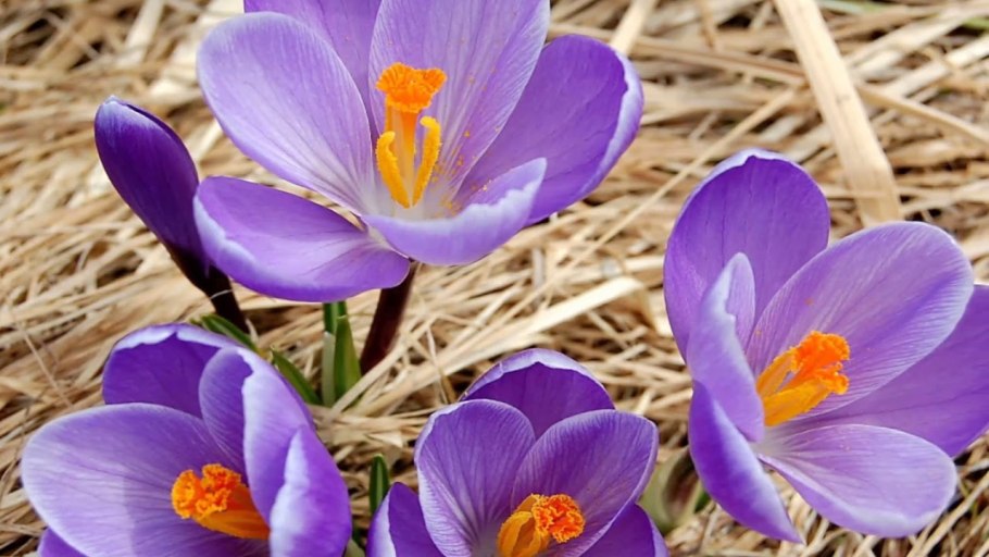 Крокус шафран цветок