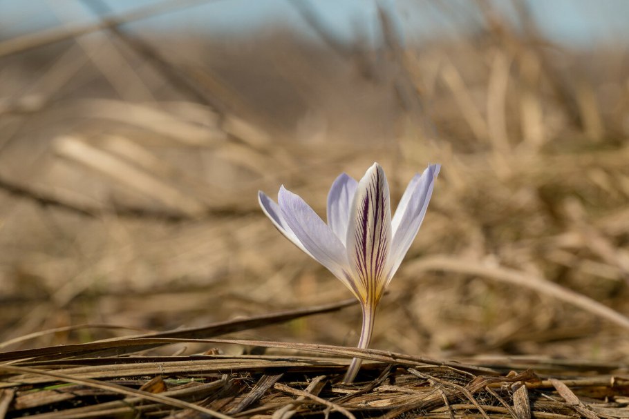 Шафран сетчатый (крокус)