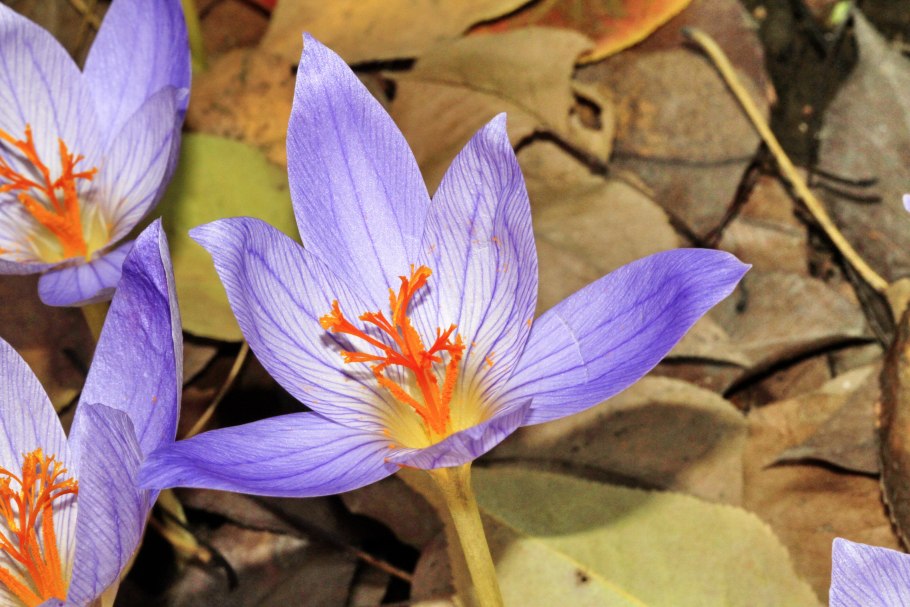 Анкарский Крокус (Crocus ancyrensis),