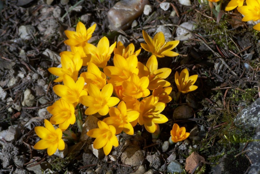 Анкарский Крокус (Crocus ancyrensis),