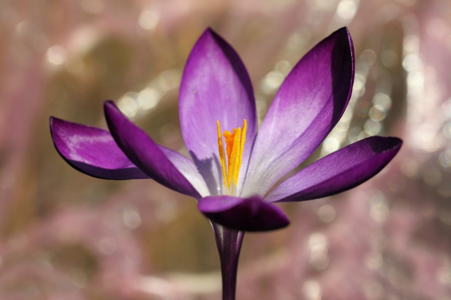 Шафран сетчатый (Crocus reticulatus)