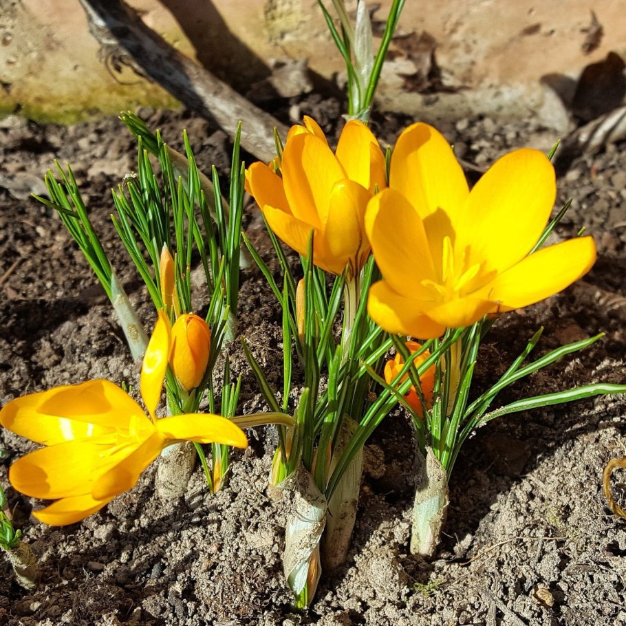Крокус йеллоу маммот