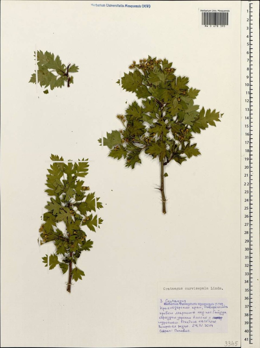 Отогнуточашелистиковый боярышник отогнуточашелистиковый