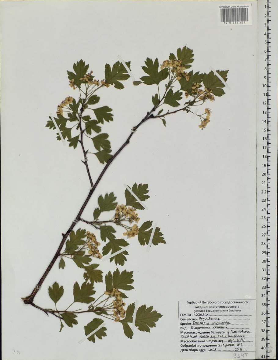 Crataegus curvisepala