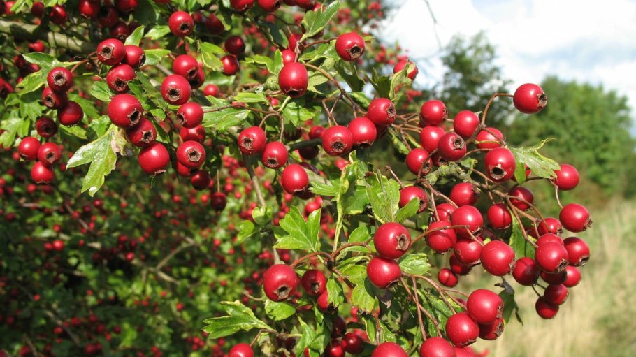 Боярышник арнольда crataegus arnoldiana