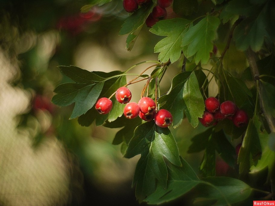 Боярышник дальневосточный
