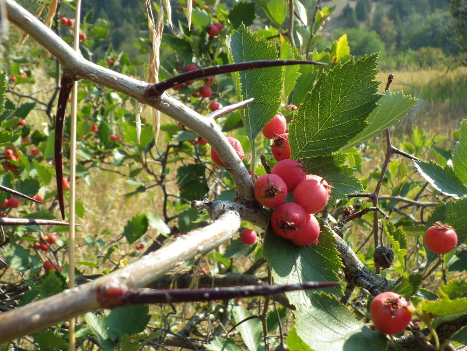 Боярышник крупноколючковый crataegus macracantha