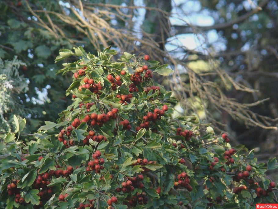 Боярка понтийский боярышник