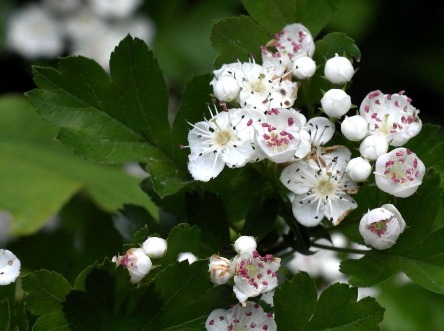 Crataegus erythropoda