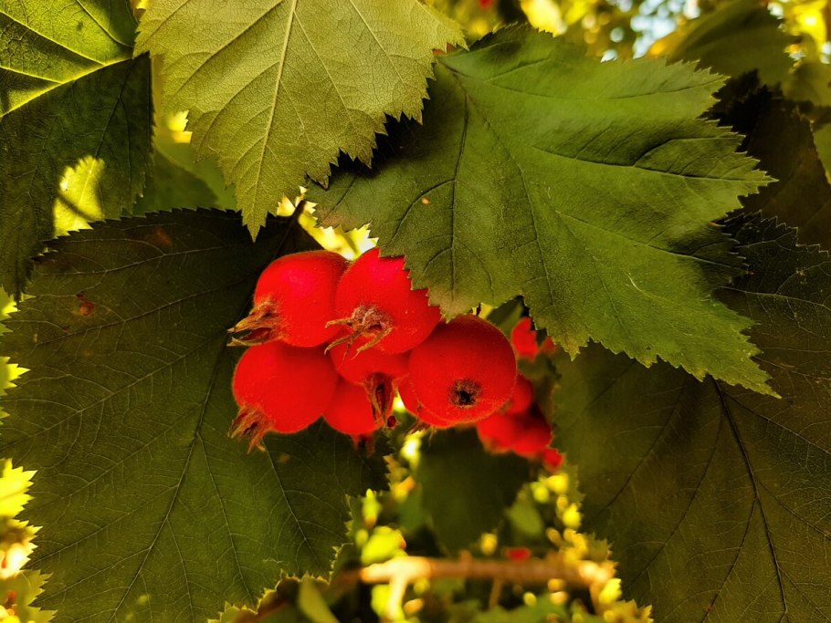 Боярышник мягковатый - crataegus submollis