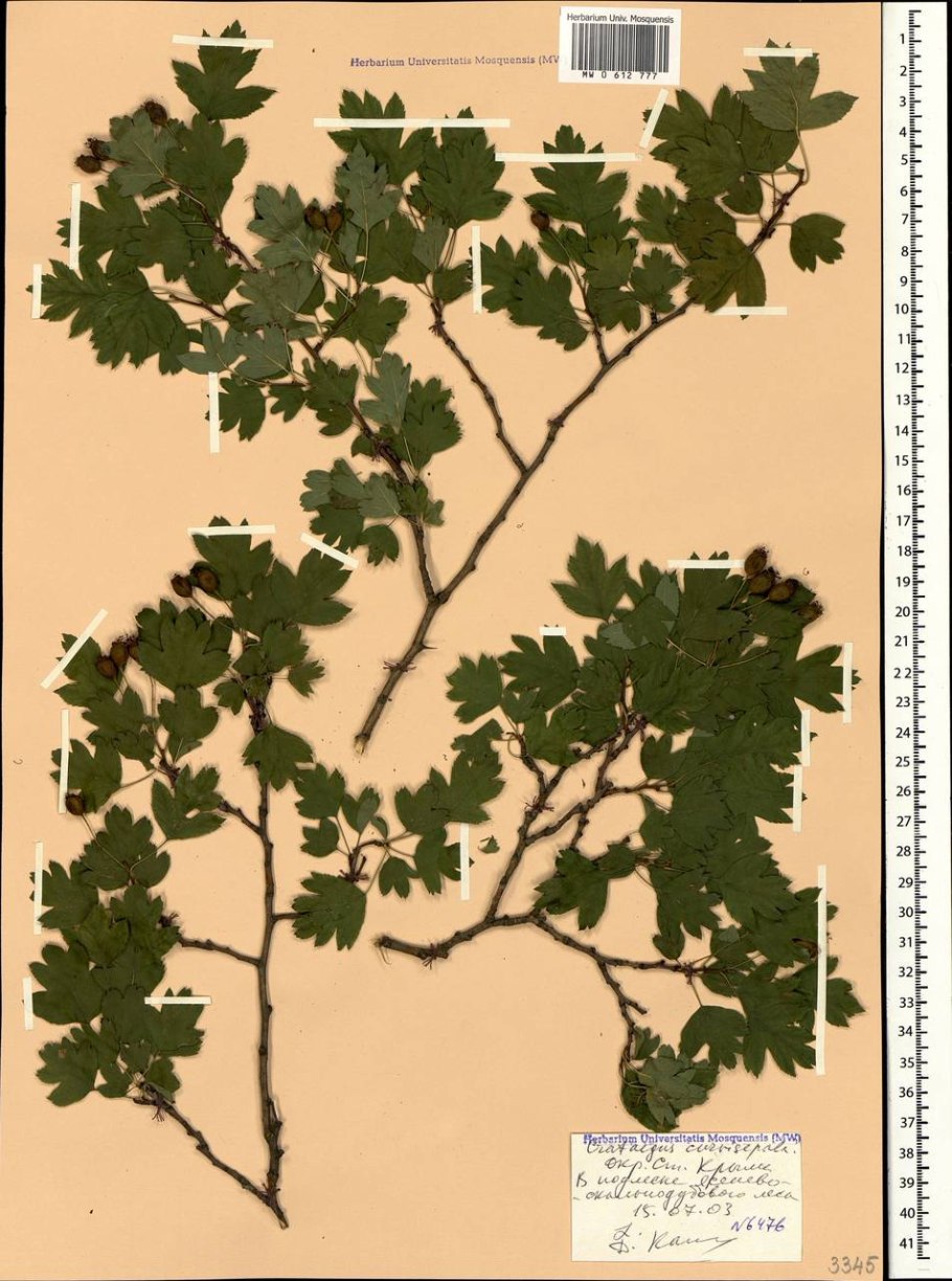 Боярышник Сибирский Crataegus sanguinea