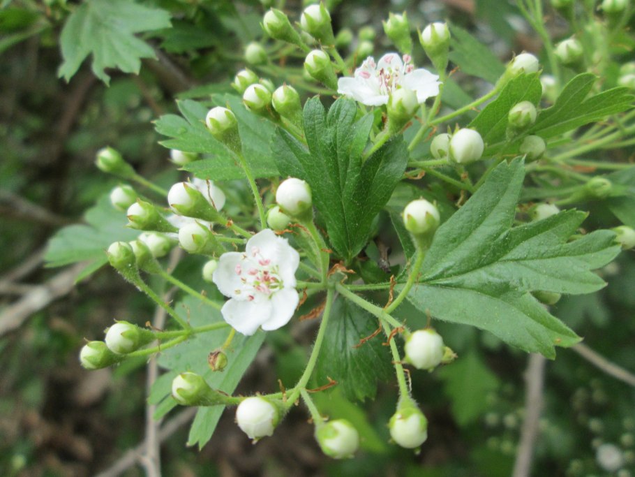 Crataegus monogyna