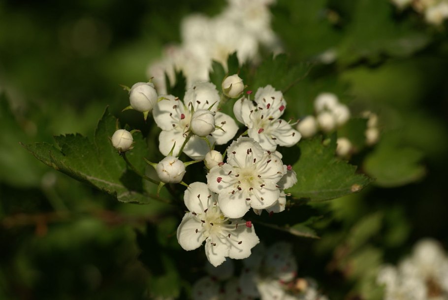 Crataegus curvisepala