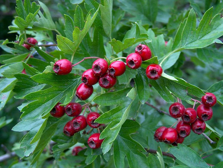 Боярышник (Crataegus)