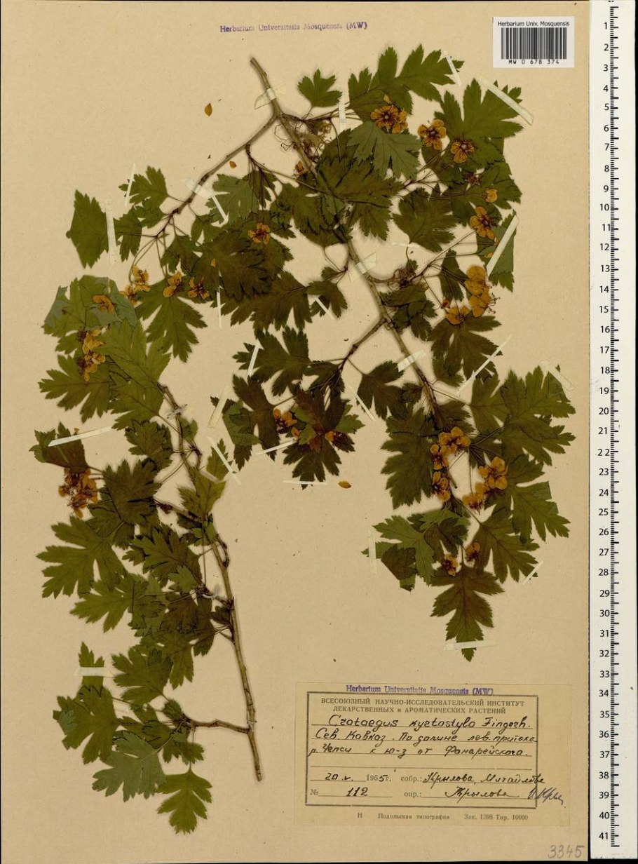 Боярышник Сибирский кроваво-красный