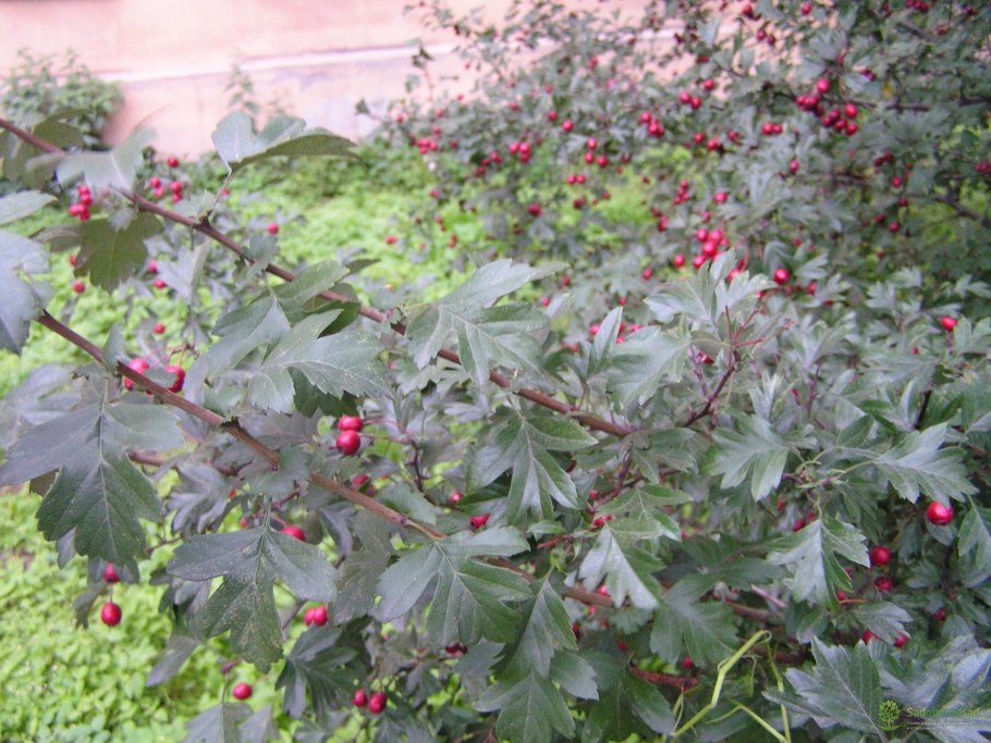 Боярышник однопестичный рубра плена