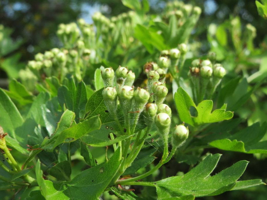 Боярышник канадский крупноплодный