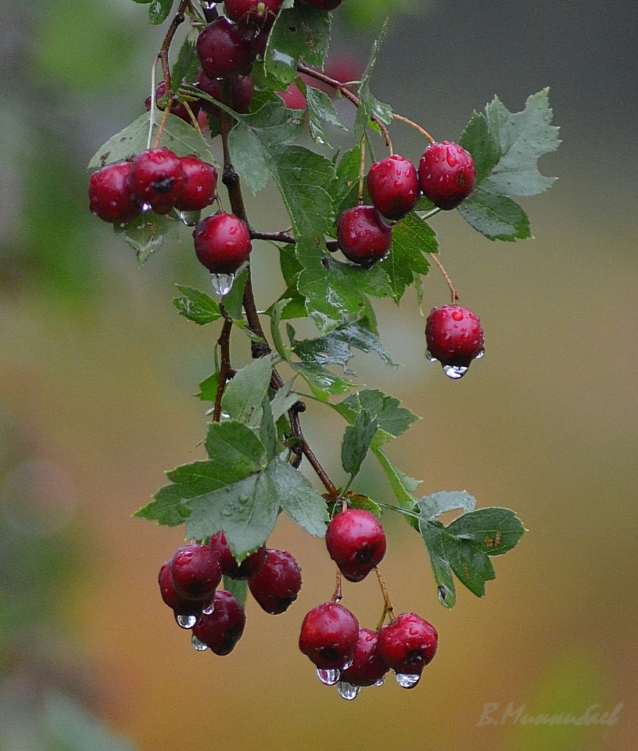 Боярышник обыкновенный ягоды