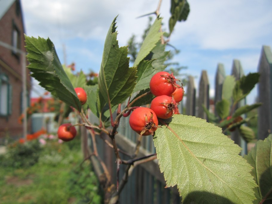 Crataegus monogyna 'bicolor'