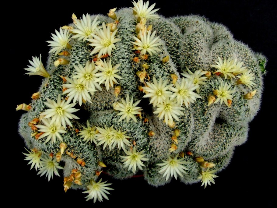 Маммиллярия кристатная