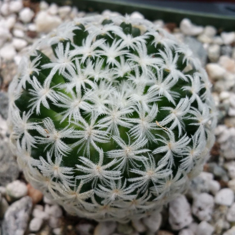 Mammillaria duwei
