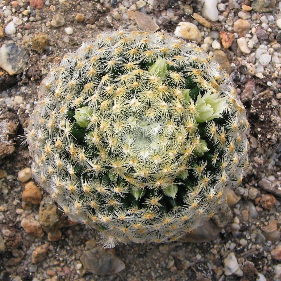 Mammillaria schiedeana