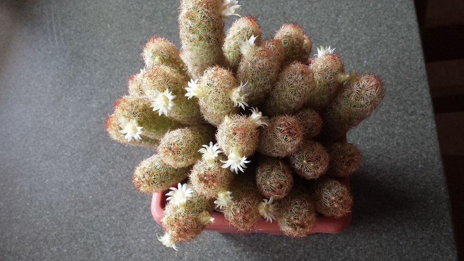 Маммиллярия элонгата