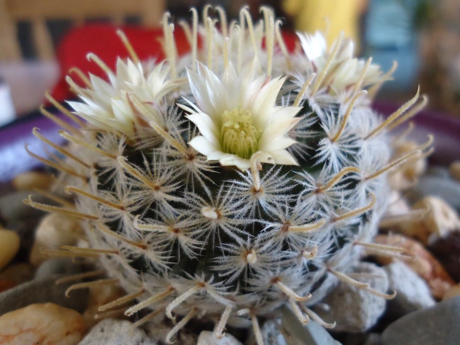 Маммиллярия duwei