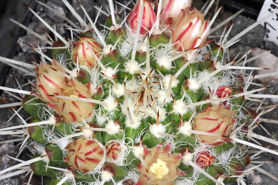 Mammillaria karwinskiana nejapensis