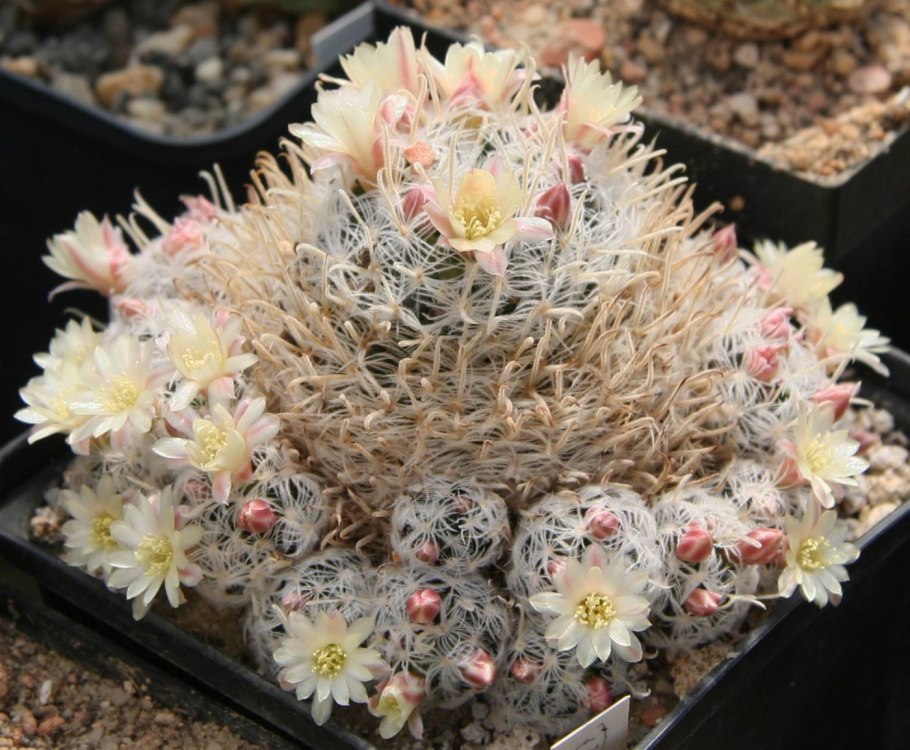 Маммиллярия Гизелла