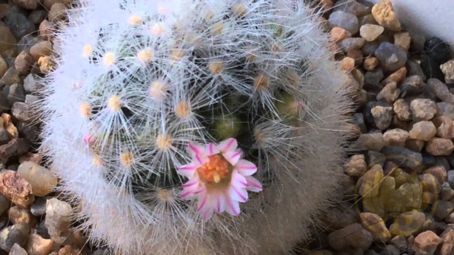 Маммиллярия маммиллярис