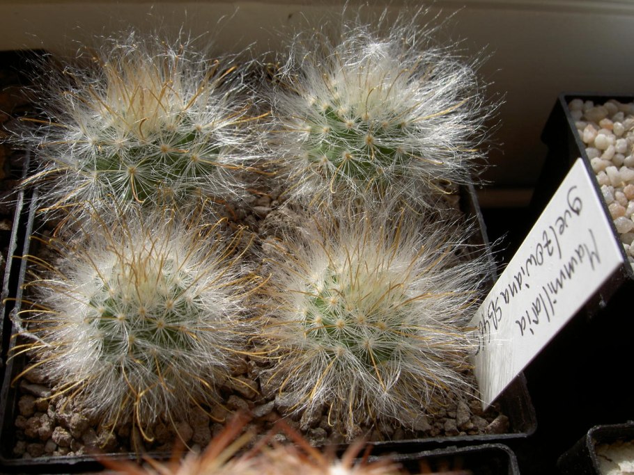 Mammillaria schwarzii