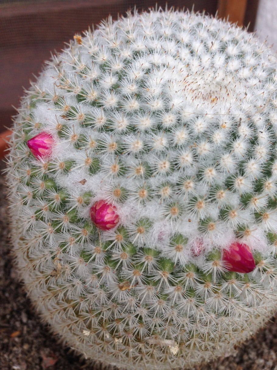 Маммиллярия ханиана