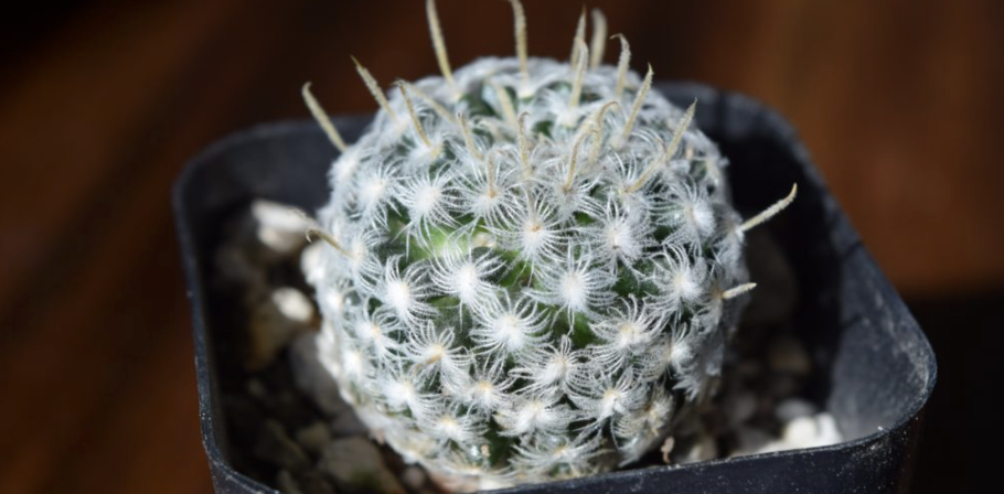 Маммиллярия красотка Кактус