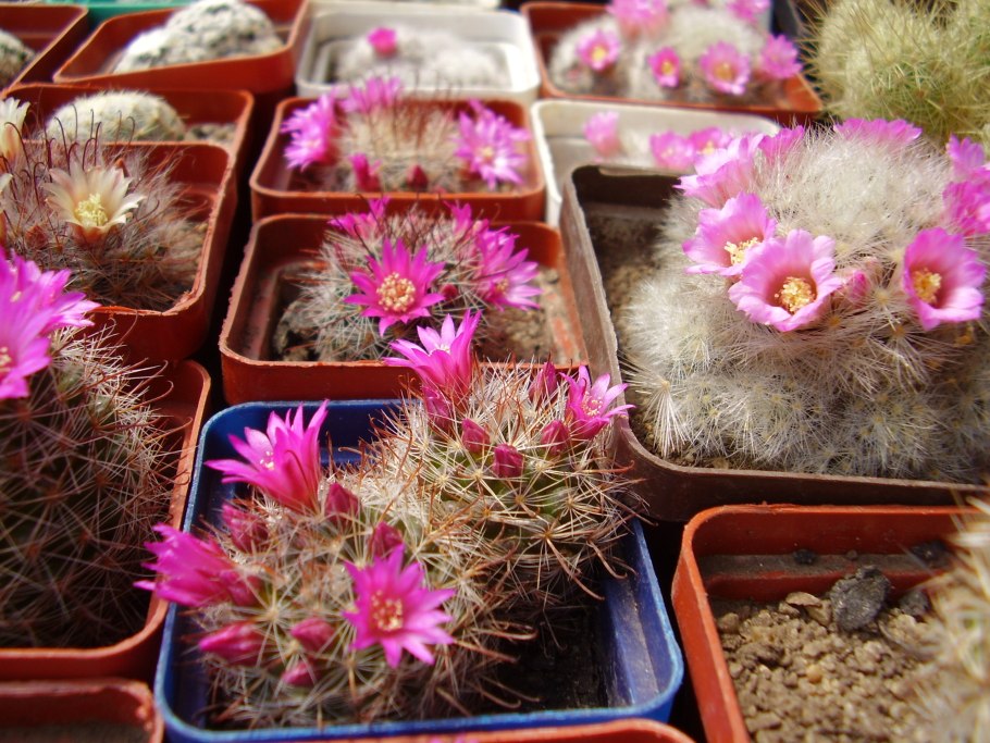 Mammillaria duwei Кактус