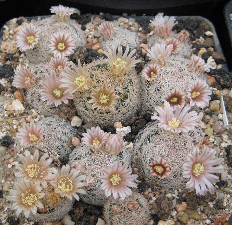 Mammillaria magallanii