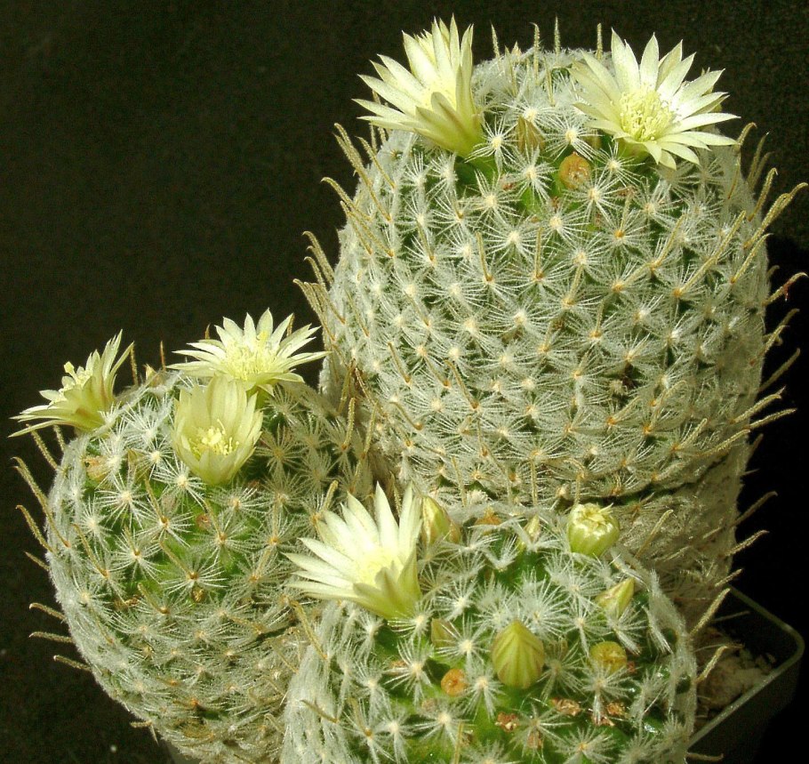 Мамтлярич дювей