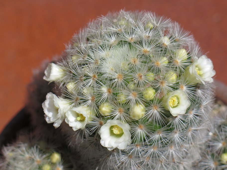 Mammillaria carmenae