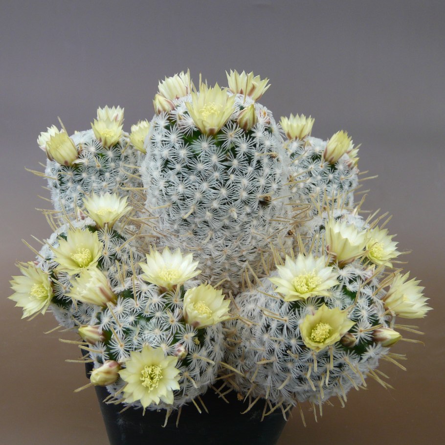 Маммиллярия наиколючейшая