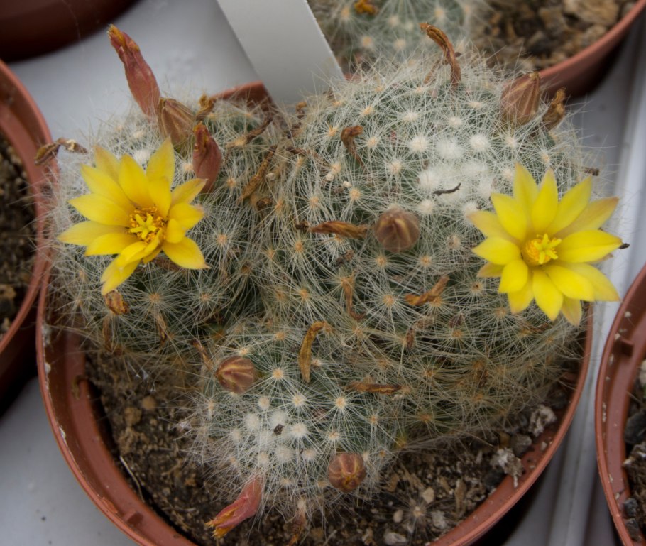 Mammillaria baumii