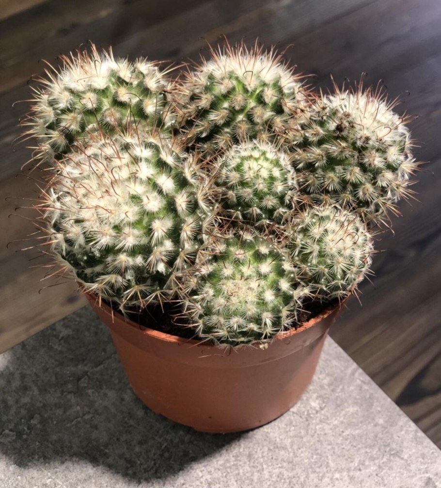 Mammillaria bombycina