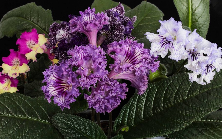 Стрептокарпус Сильва