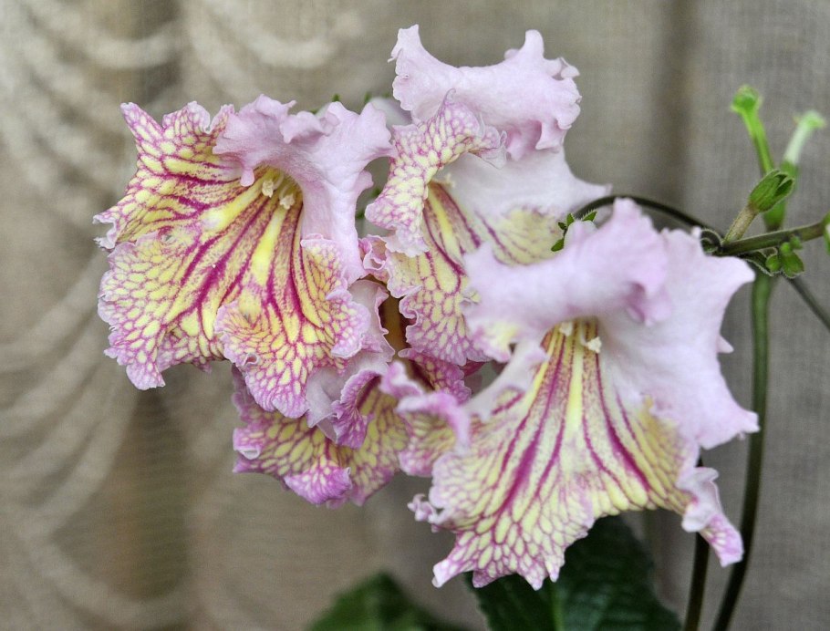 Стрептокарпус Ванда