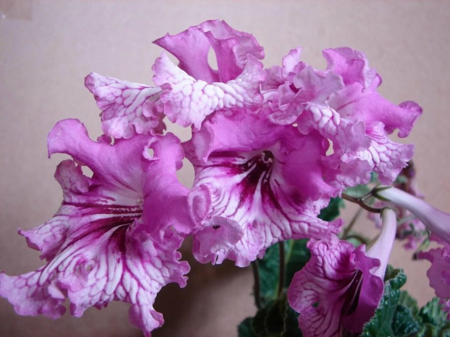 Стрептокарпус Дикая Орхидея