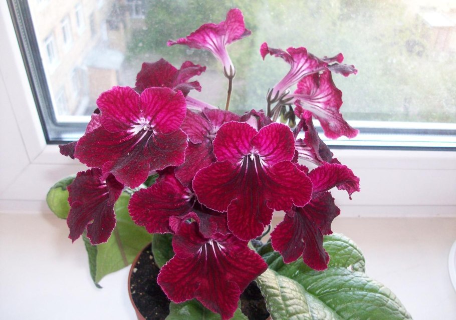 Стрептокарпус цветок