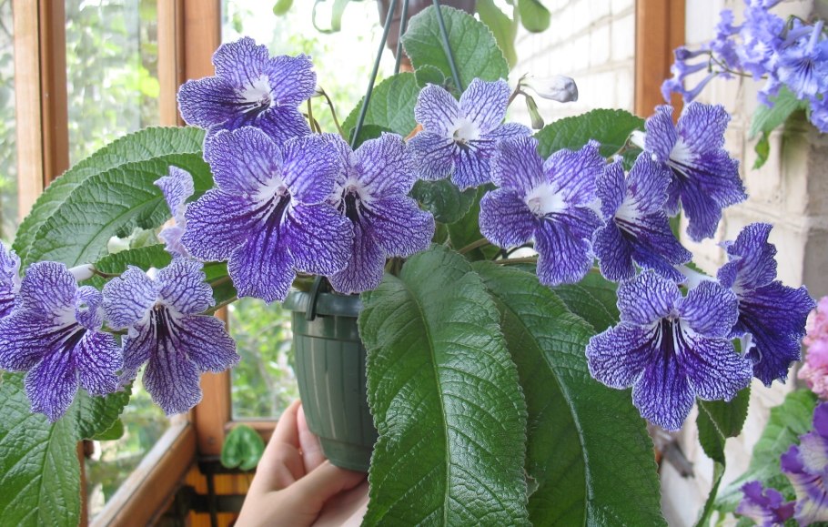 Стрептокарпус богемский Рубин