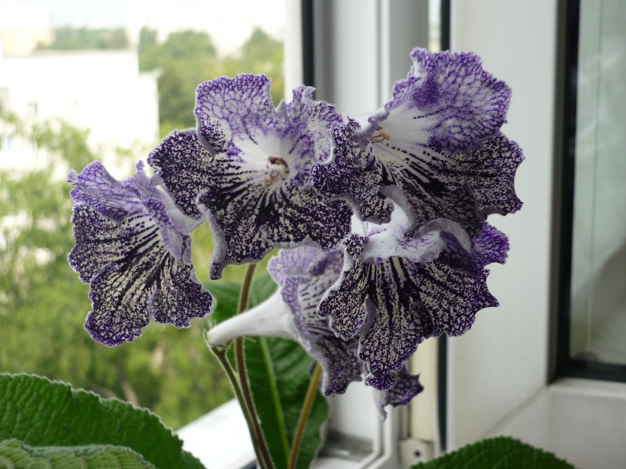 Стрептокарпус ds индиго