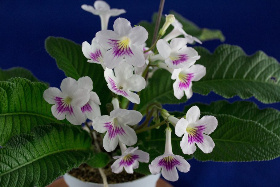 Стрептокарпус цветок